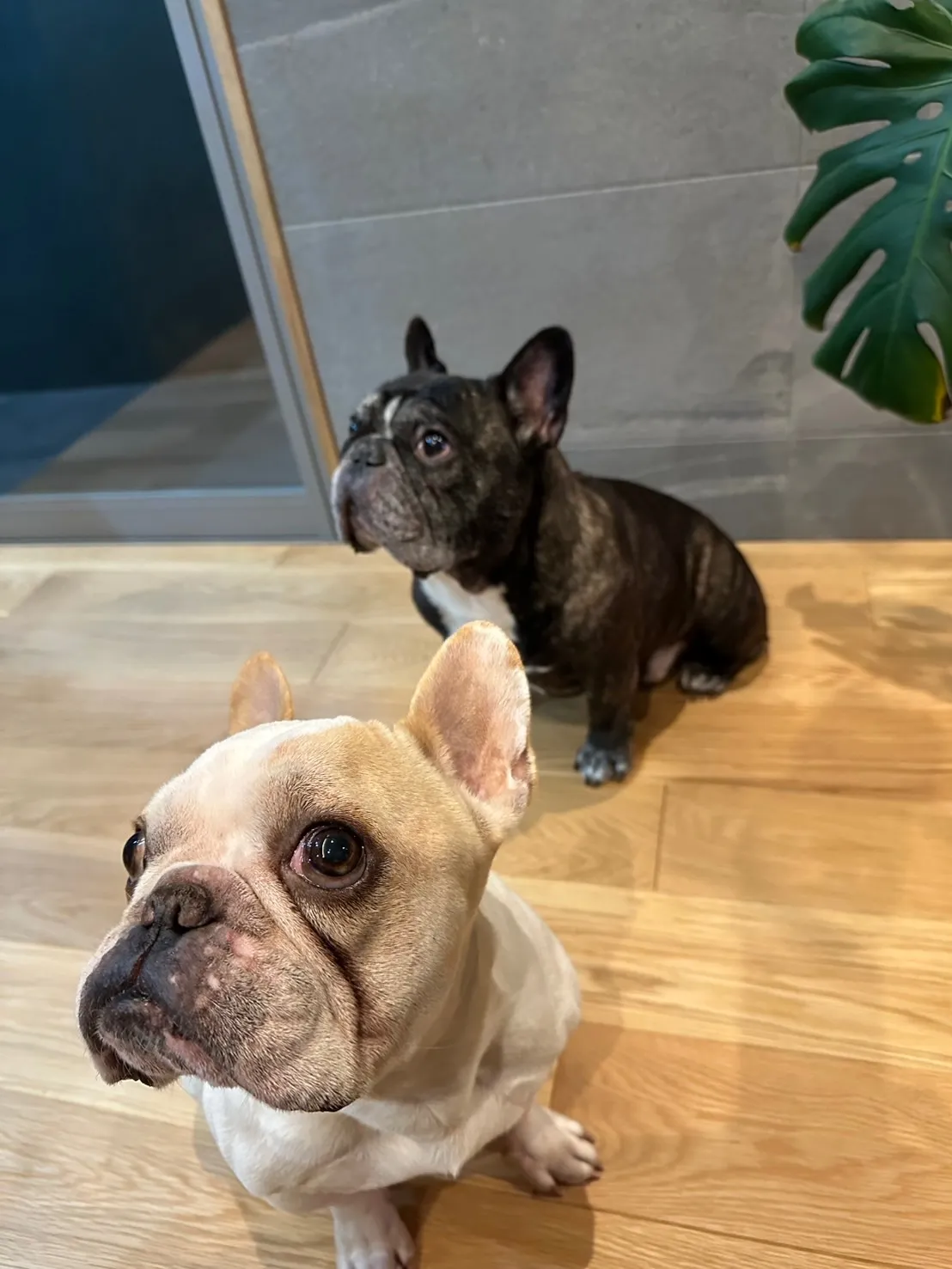 姉のわんちゃん